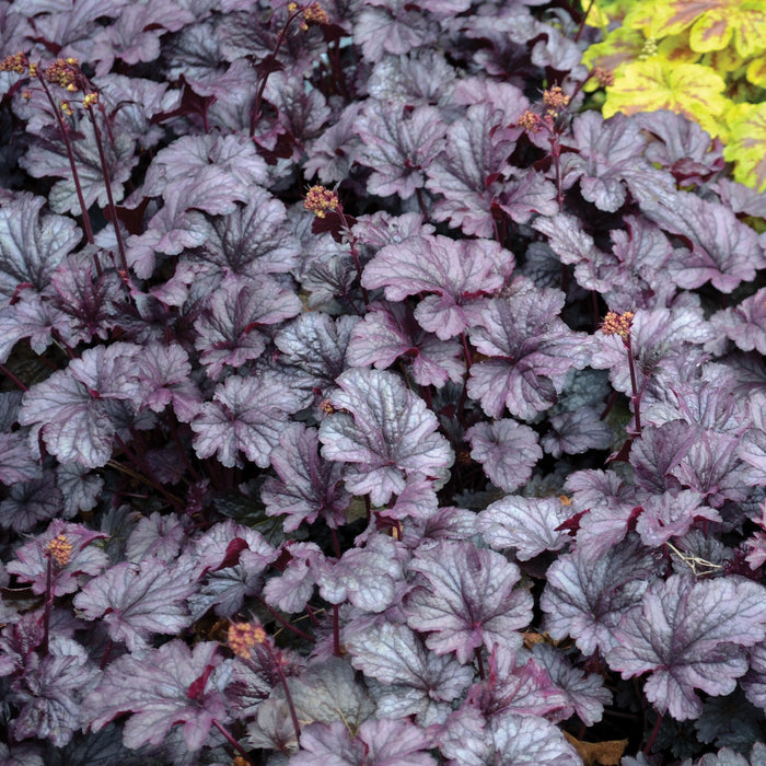 Coral Bells, CITY™ Shanghai Heuchera