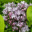 Lilac, Royal Purple Lilac