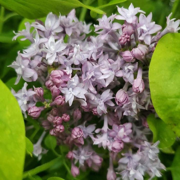 Lilac, Royal Purple Lilac