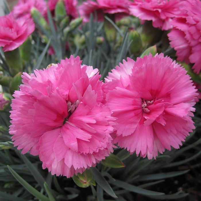 Dianthus, EverLast™ Orchid Dianthus