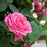 Rose, Zéphirine Drouhin Rose