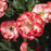 Rose, Color Splash™ Rose