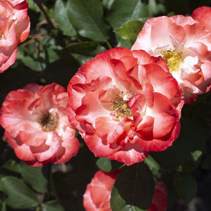 Rose, Color Splash™ Rose