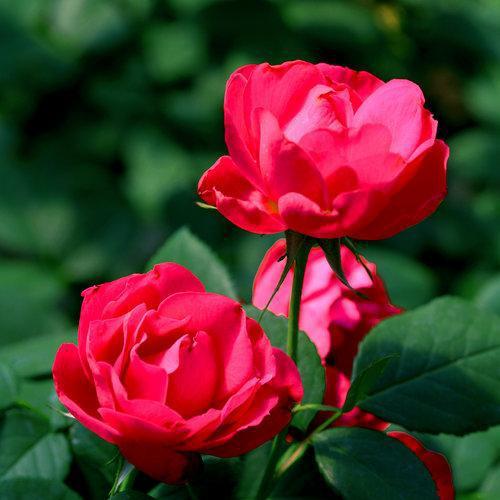Rose, OSO Easy® Double Red Rose