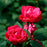 Rose, OSO Easy® Double Red Rose