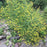 Baptisia, Wild Indigo