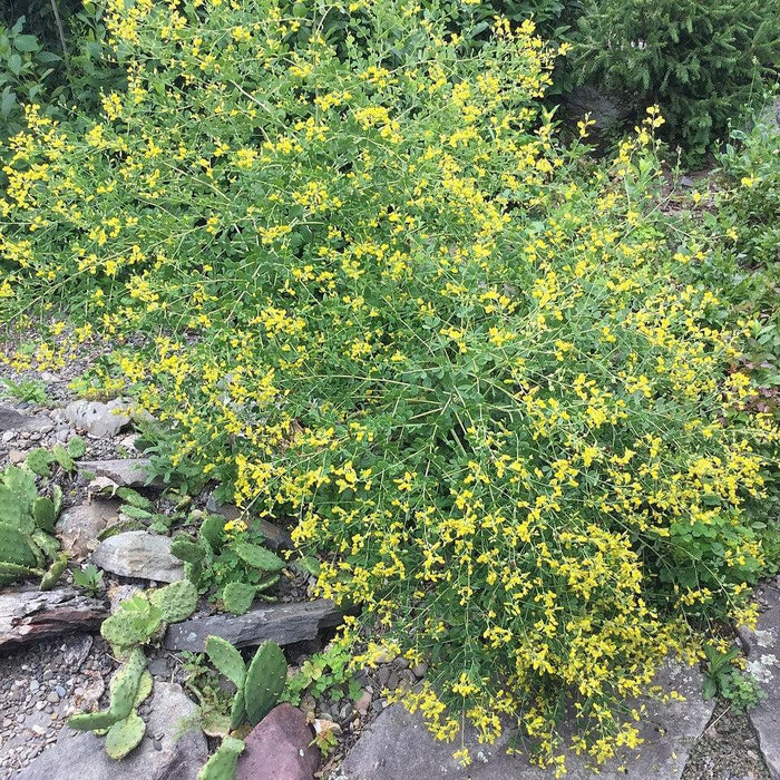 Baptisia, Wild Indigo