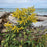 Goldenrod, Seaside Goldenrod