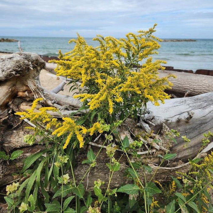Goldenrod, Seaside Goldenrod