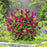 Butterfly Bush, Butterfly Candy® Li'l Raspberry Butterfly Bush