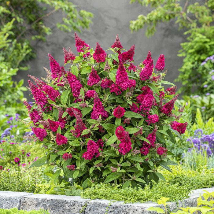 Butterfly Bush, Butterfly Candy® Li'l Raspberry Butterfly Bush