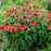Coneflower, Sombrero® Tres Amigos Coneflower
