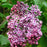 Lilac, Sensation Lilac