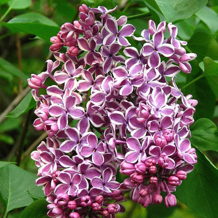 Lilac, Sensation Lilac