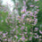 Meadow Rue, Giant Meadow-Rue