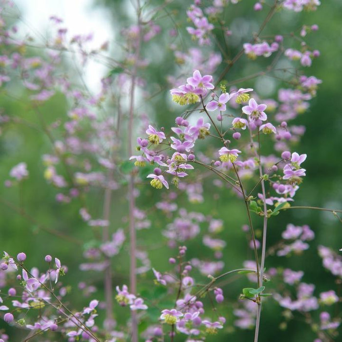 Meadow Rue, Giant Meadow-Rue