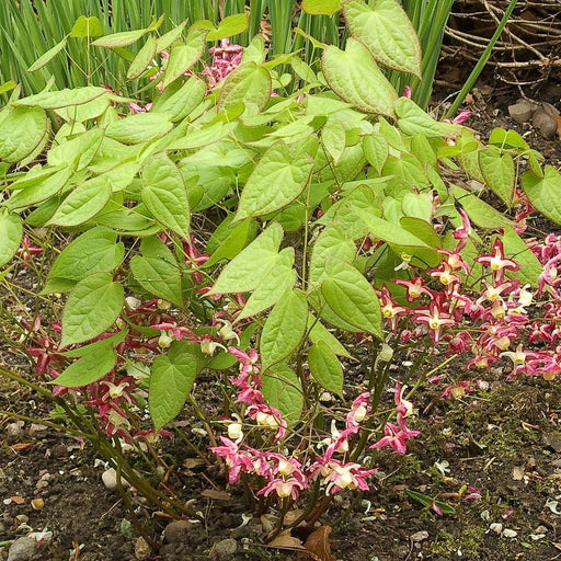 Bishop's Hat, Red Barrenwort