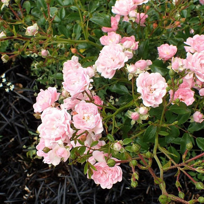 Rose, The Fairy Rose
