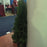 Arborvitae, Emerald Green Arborvitae