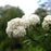 Viburnum carlesii  - Korean Spice Viburnum