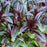 Beardtongue, Dakota Burgundy Beardtongue
