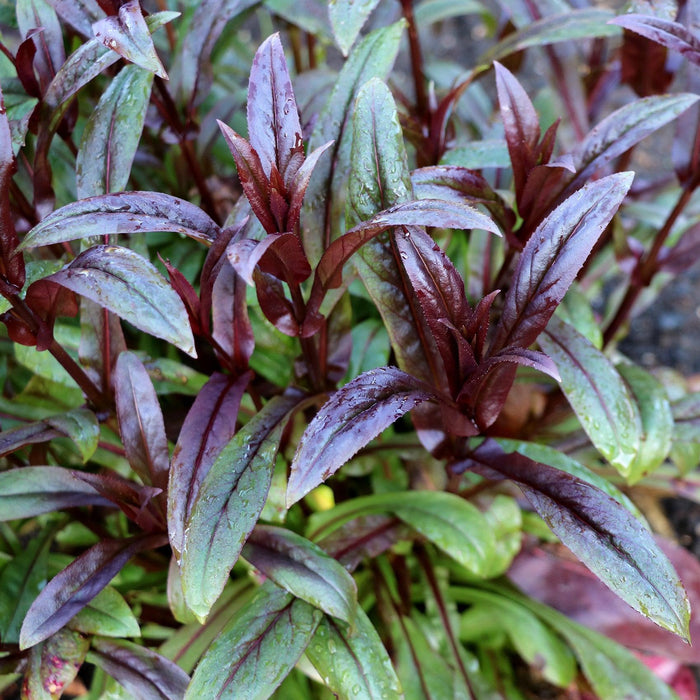 Beardtongue, Dakota Burgundy Beardtongue