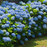 Jack's Classic Hydrangea Blue (7-3-3), 1.5lbs