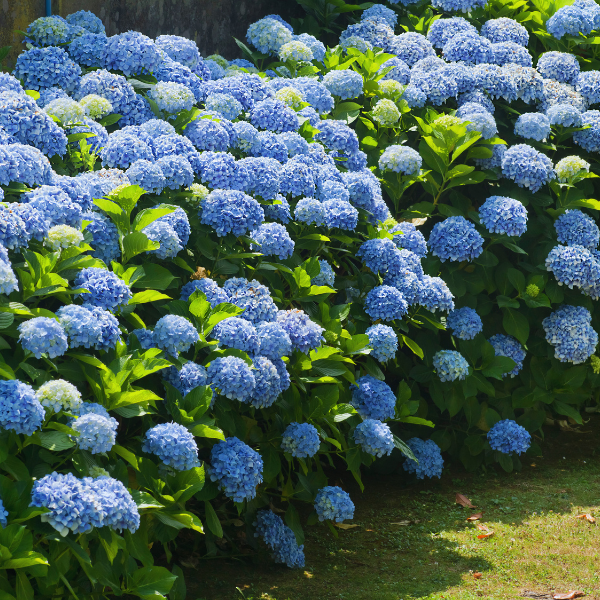 Jack's Classic Hydrangea Blue (7-3-3), 1.5lbs
