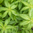 Organic Lemon Verbena Plant - 3.5" pot