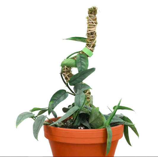 16" Bendable Moss Poles, 3pk