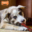 Nylabone Power Chew Original & Textured Bone Chew Dog Toy