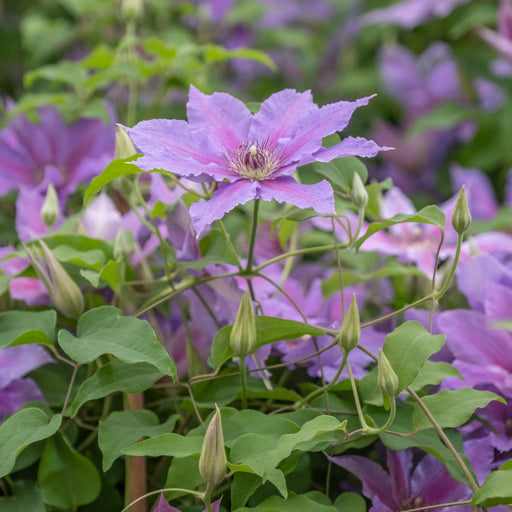 Clematis, Tumaini™ Clematis