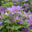 Clematis, Tumaini™ Clematis