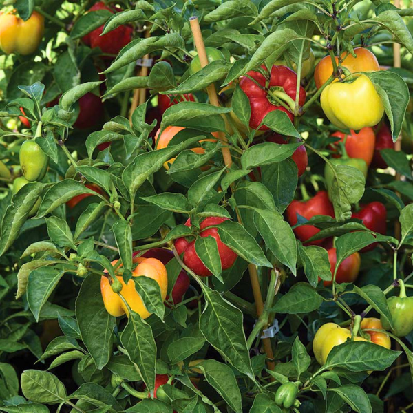 Organic Pepper Plant, Prism Midi Sweet Bell - 3.5" pot