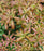 Andromeda, Interstella Lily of the Valley Shrub