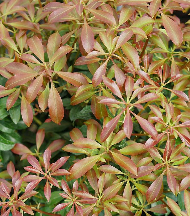 Andromeda, Interstella Lily of the Valley Shrub