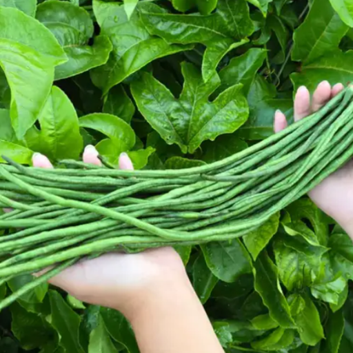 Organic Yard Long Bean Plant, Gita - 4 pack