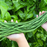 Organic Yard Long Bean Plant, Gita - 4 pack