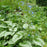 Bugloss, Jack Frost Siberian Bugloss