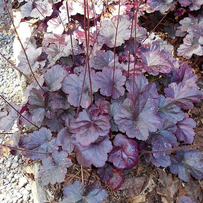 Coral Bells, Midnight Rose Coral Bells