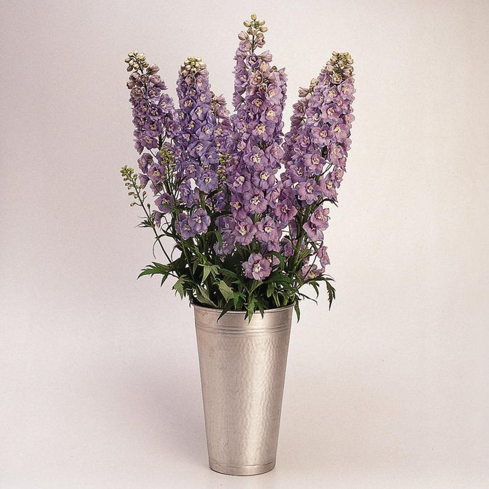 Delphinium, Guardian Lavender Delphinium
