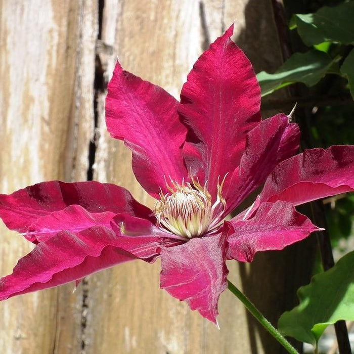Clematis, Rebecca™ Clematis