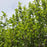 Witch Hazel, Vernal Witch Hazel
