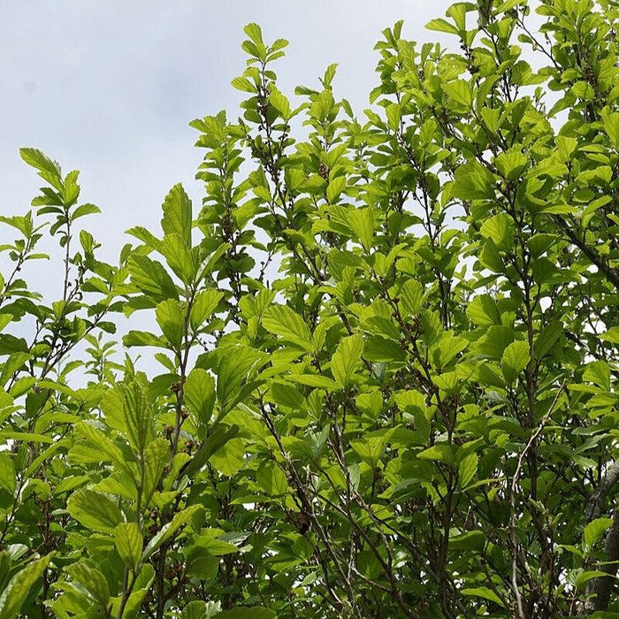 Witch Hazel, Vernal Witch Hazel