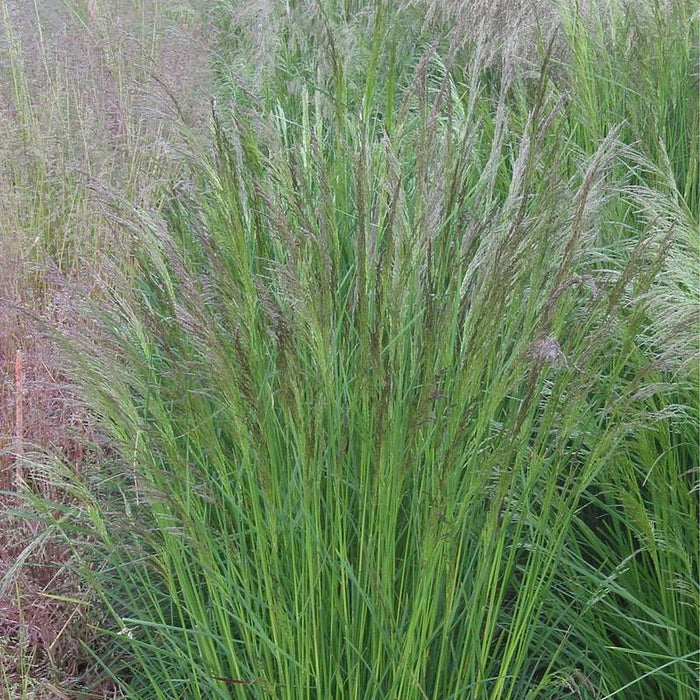 Grass, Tufted Hairgrass