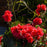 Azalea, Bloomin' Easy Ever After Ruby Azalea