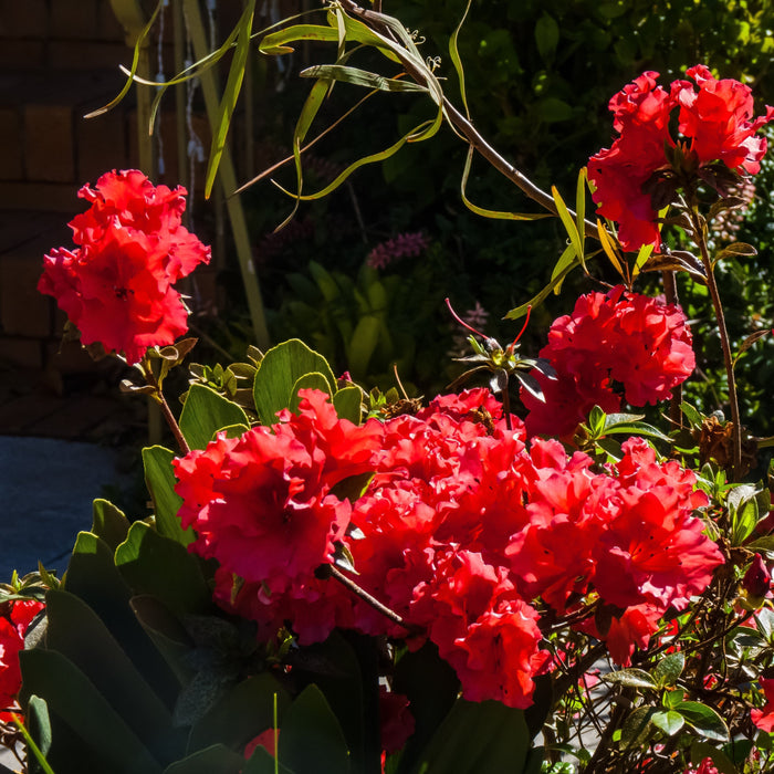Azalea, Bloomin' Easy Ever After Ruby Azalea