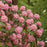 Rhododendron, Scintillation Rhododendron
