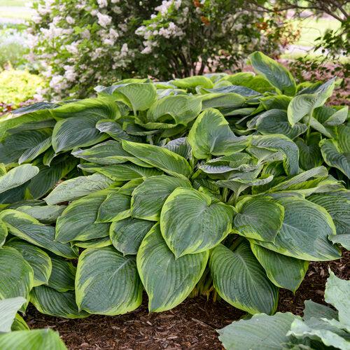 Hosta, PW® Shadowland® Wu-La-La Hosta