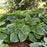 Hosta, PW® Shadowland® Wu-La-La Hosta